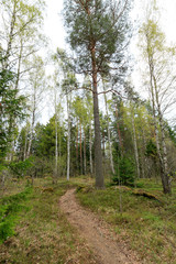 Obraz premium The path through the spring forest goes around the pine tree
