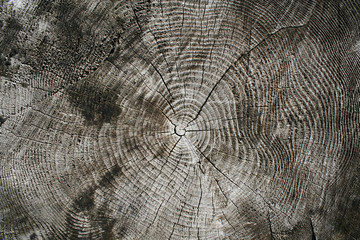 Alter Baumstamm, rissiges Holz, Hintergrund 
