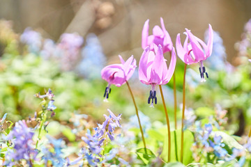突哨山のカタクリ