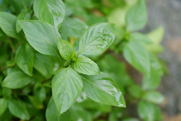 Organic fresh basil background and empty space for text , thailand herb good for health.