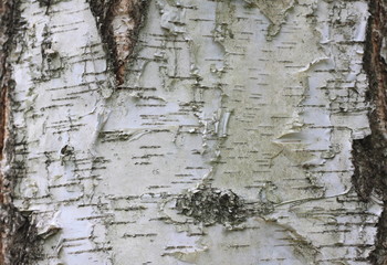 Natural wood background with birch bark texture