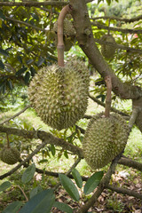 Durian sweet fruit from Thailand