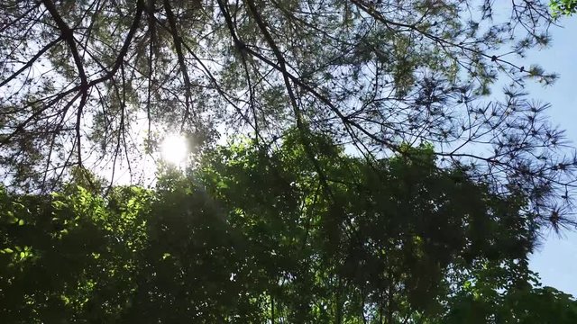 木の葉と太陽