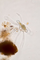 Amoebae move and feed by using pseudopods, which are bulges of cytoplasm formed by the coordinated action of actin microfilaments pushing out the plasma membrane that surrounds the cell.