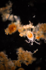 Insect in freshwater under microscope.