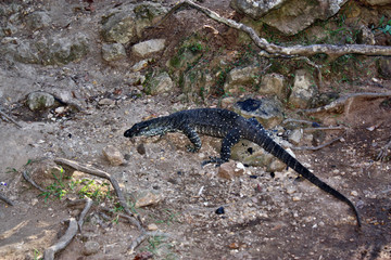 Wild goanna lace monitor (Varanus varius)