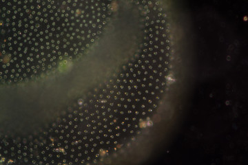 Volvox in drop of water under the microscopic view