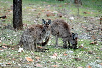australia © monthss