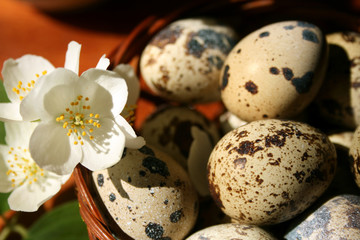 quail eggs