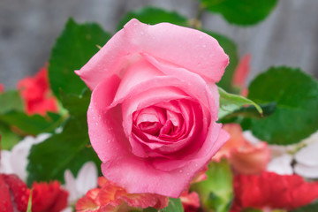 Abstract background, blank greeting cards from the rose flower delicate pink close-up