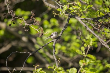 Long Tailed Tit (Aegithalos caudatus)