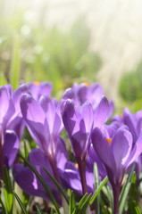 Beautiful first spring flowers crocuses bloom under bright sunlight.