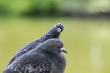 Domestic pigeon (Columba livia domestica)