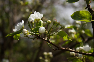apple flower