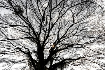 Giant albizia tree in winter