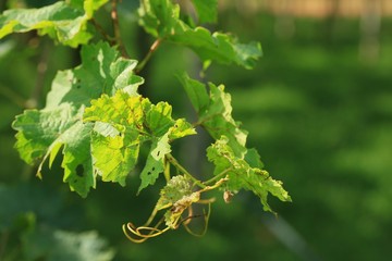 Grape leaves