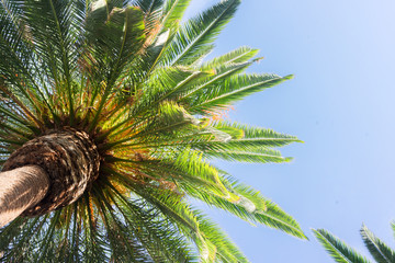 tropical palm tree fresh green leaves border on blue sky background