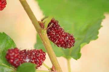 mulberry on the branch