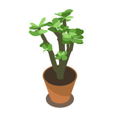 isometric succulent in pot for indoor office and house plant, isolated vector illustration
