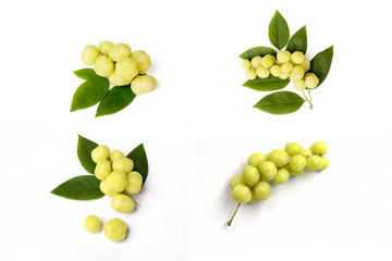 top view fresh Phyllanthus acidus or  star gooseberry with green leaves on white background