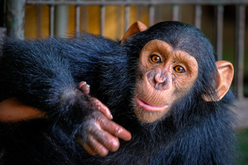 Chimpanzee