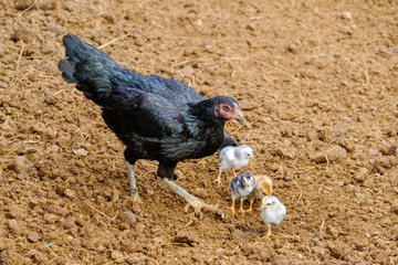 Female fighting cock and chicks eating food