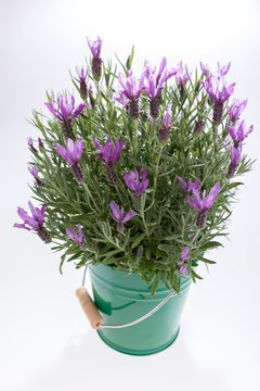 Schopf-Lavendel (Lavandula stoechas) im Eimer