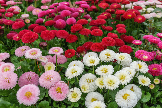 Pink, white and red English daisy flower in outdoor park day light