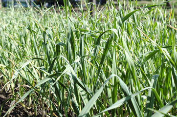 Garlic plantation