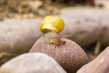 snail and ant