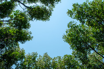 mangrove  forest inThailand