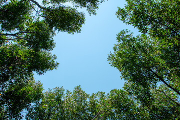 mangrove  forest inThailand