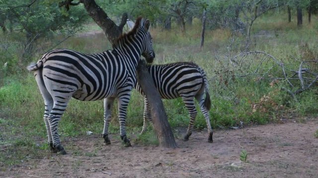 Zebras parent and child use tree to scratch an itch on their bodies. Cute baby zebra rubs against tree to stop an irritation on leg. Swing tail fast and wag to and fro