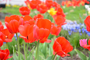 red tulips in spring garden