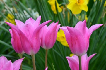 Rosa Tulpen blühen im Garten