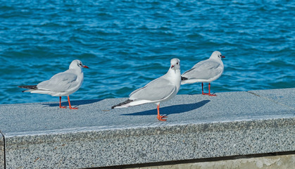 The sea gulls