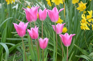 Rosa Tulpen blühen im Garten