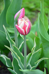 pink Tulip closeup in the garden