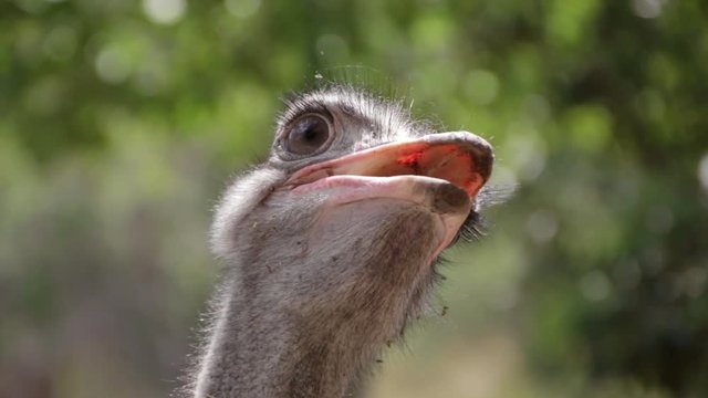 Closeup on funny ostrich head personality  Asking a question challenging. Throat moving and slow blinking of the big eye on the head turning to profile against bushveld trees lens bokeh