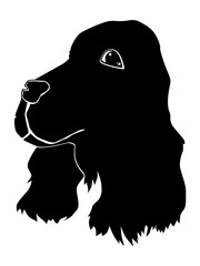 spaniel