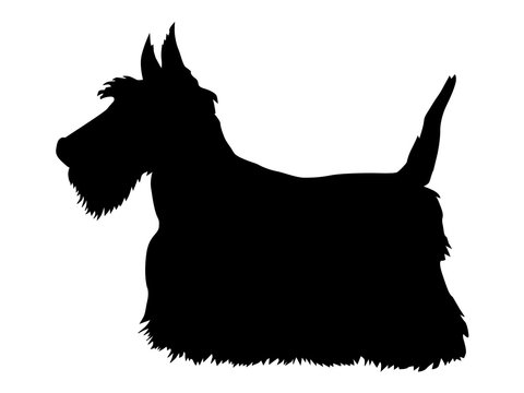 scottish terrier