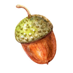 Cute brown watercolor acorn illustration isolated on white background.Colorful forest element © ulabagi