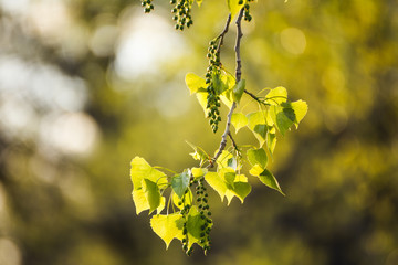 Tree Branch with Seed Bulbs