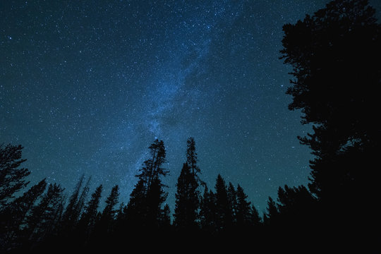 Milky Way Stars Over Tall Trees