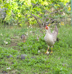 Poule grise, poussins