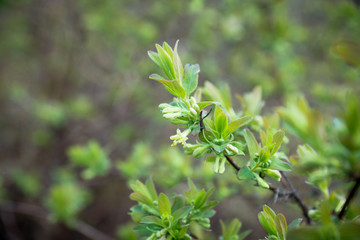 Honeysuckle bush in the garden. Selective focus.
