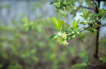 Fototapeta na wymiar Honeysuckle bush in the garden. Selective focus.