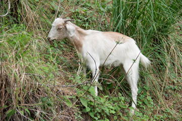 Fototapeta premium Goat Eating Grass