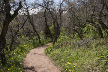 Fototapeta na wymiar Dirt pathway through woodlands