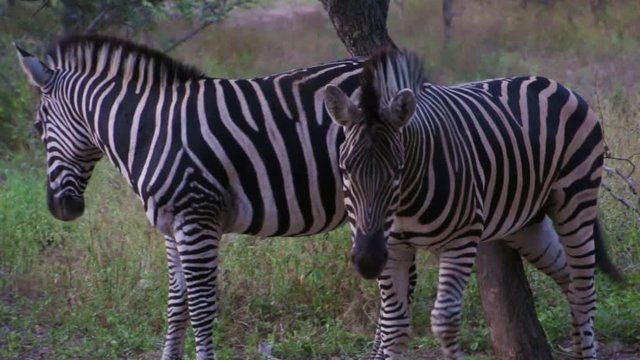 Couple of Zebras use tree to scratch an itch on their bodies. Male and Female rub against tree